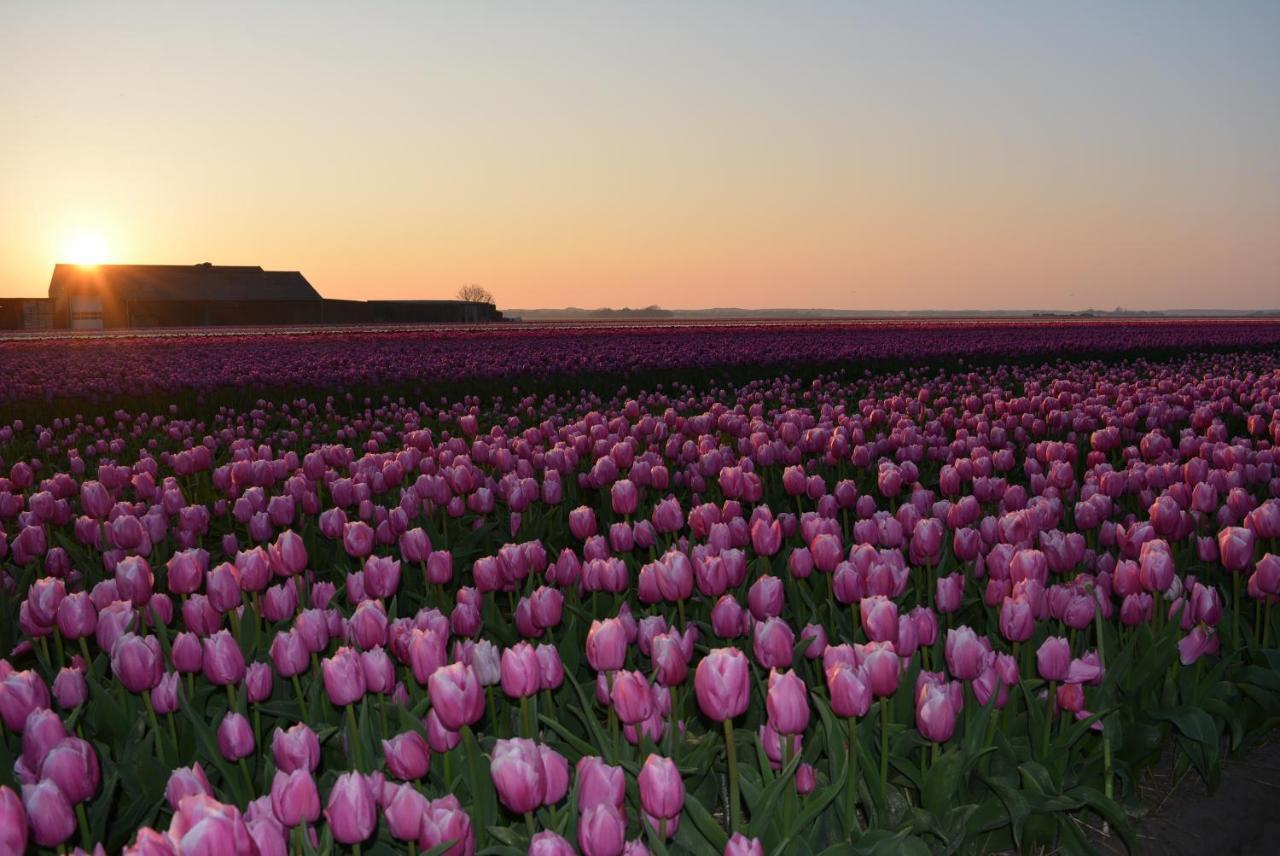 Camping De Tulpenweide Lege Kampeerplaats, Lege Plaats Op Het Gras Zonder Bed Breezand Екстер'єр фото
