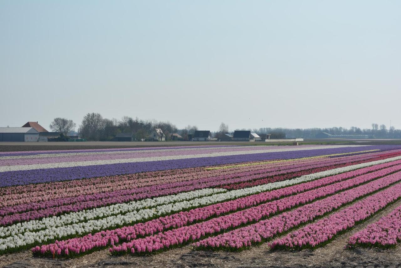 Camping De Tulpenweide Lege Kampeerplaats, Lege Plaats Op Het Gras Zonder Bed Breezand Екстер'єр фото